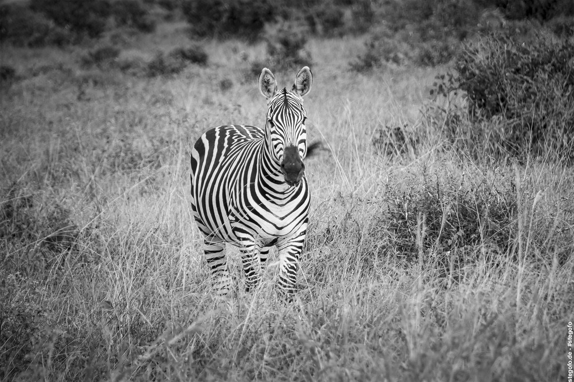 Das einsame Zebra