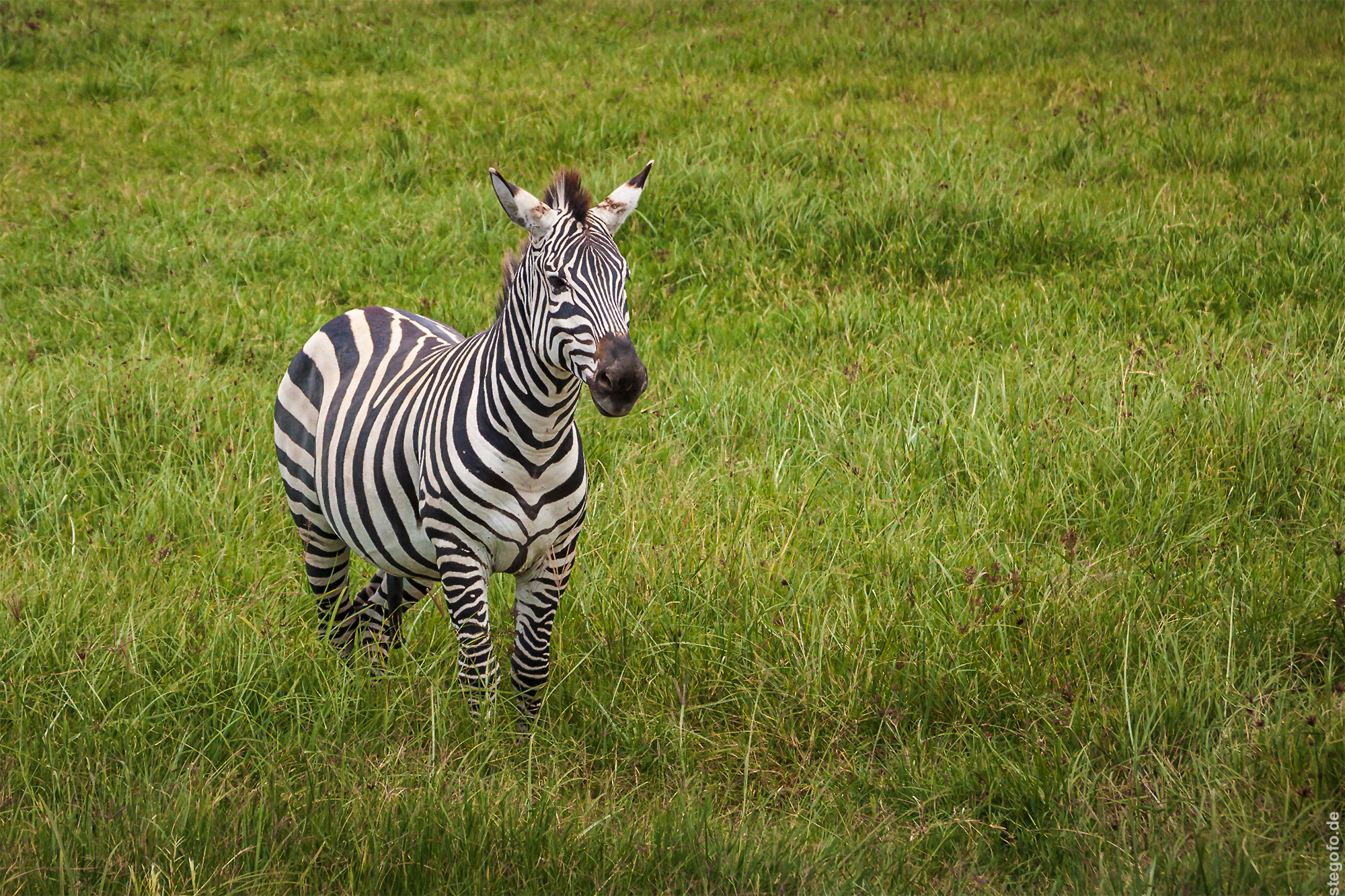 Das neugierige Zebra