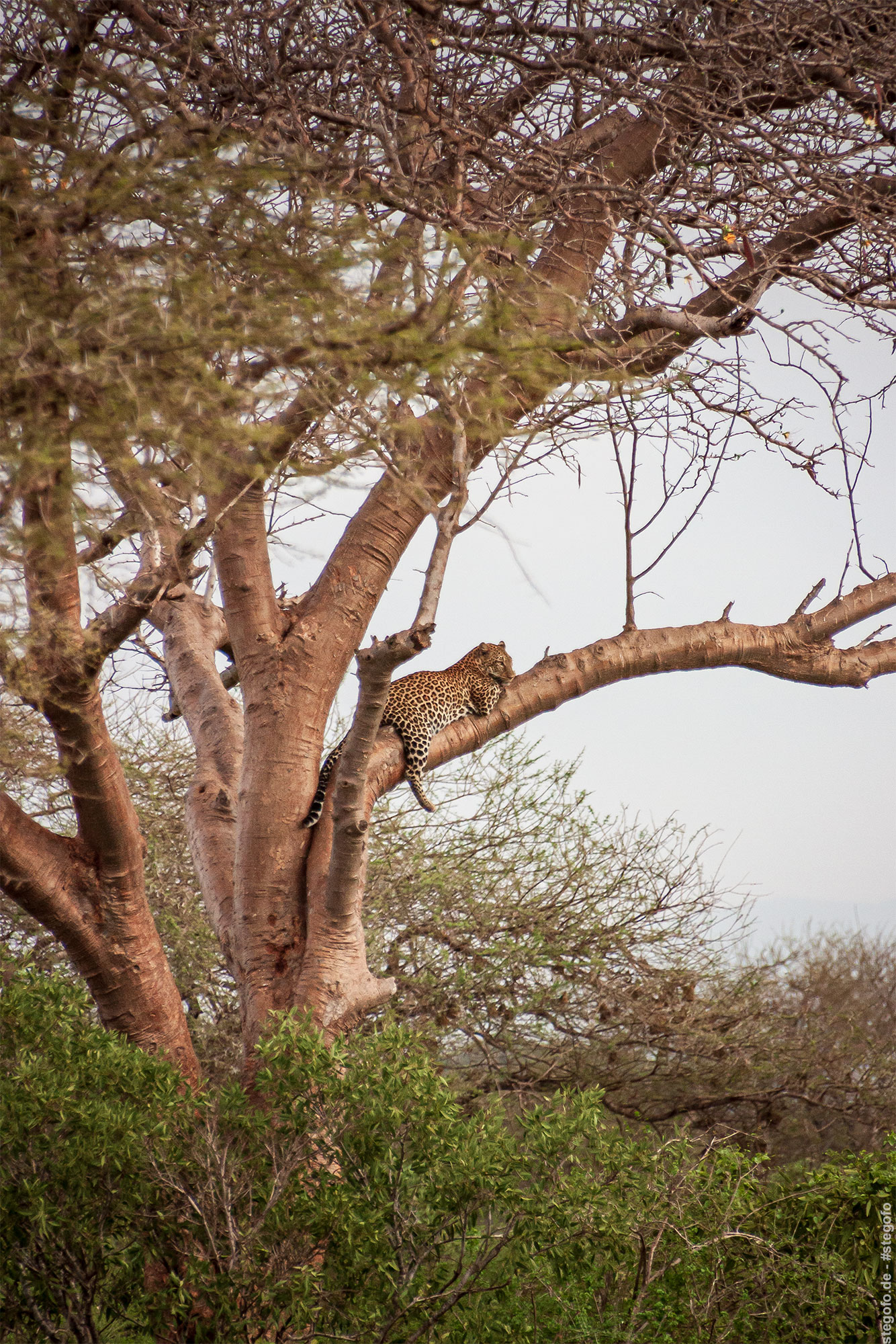 Der Leopard auf dem Baum
