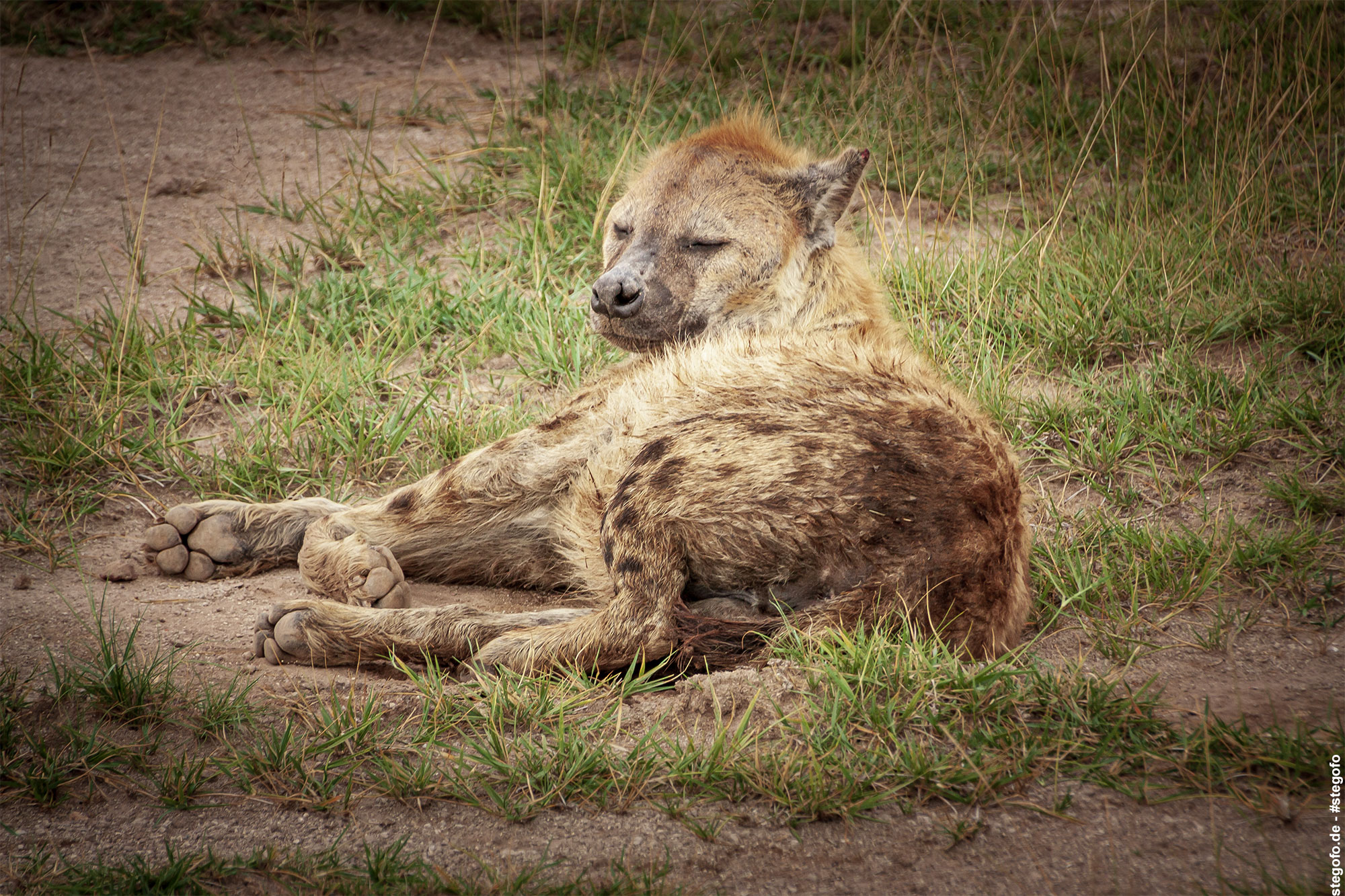 Die verschlafene Hyäne
