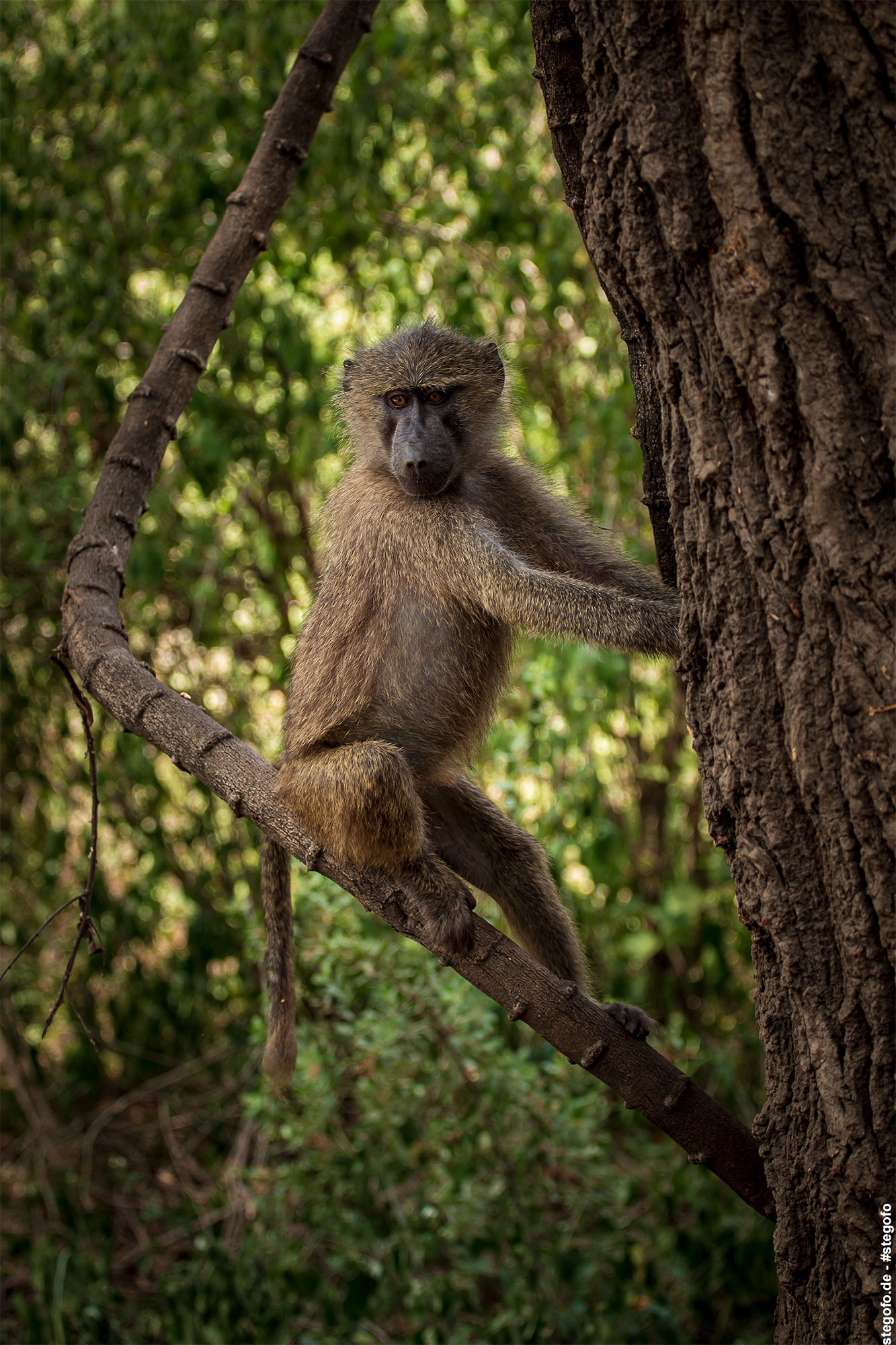Der Affe auf dem Baum