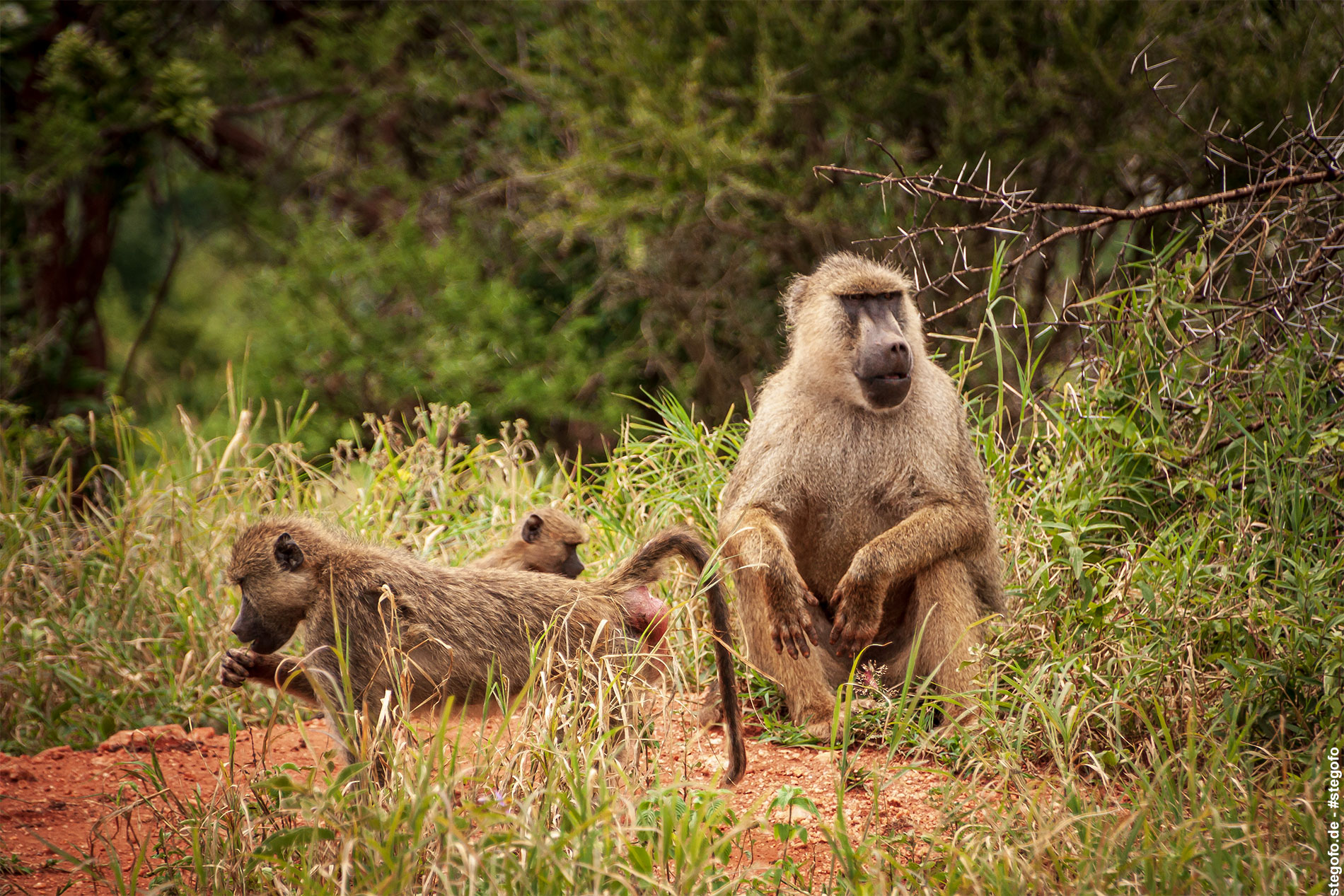Die Affenfamilie