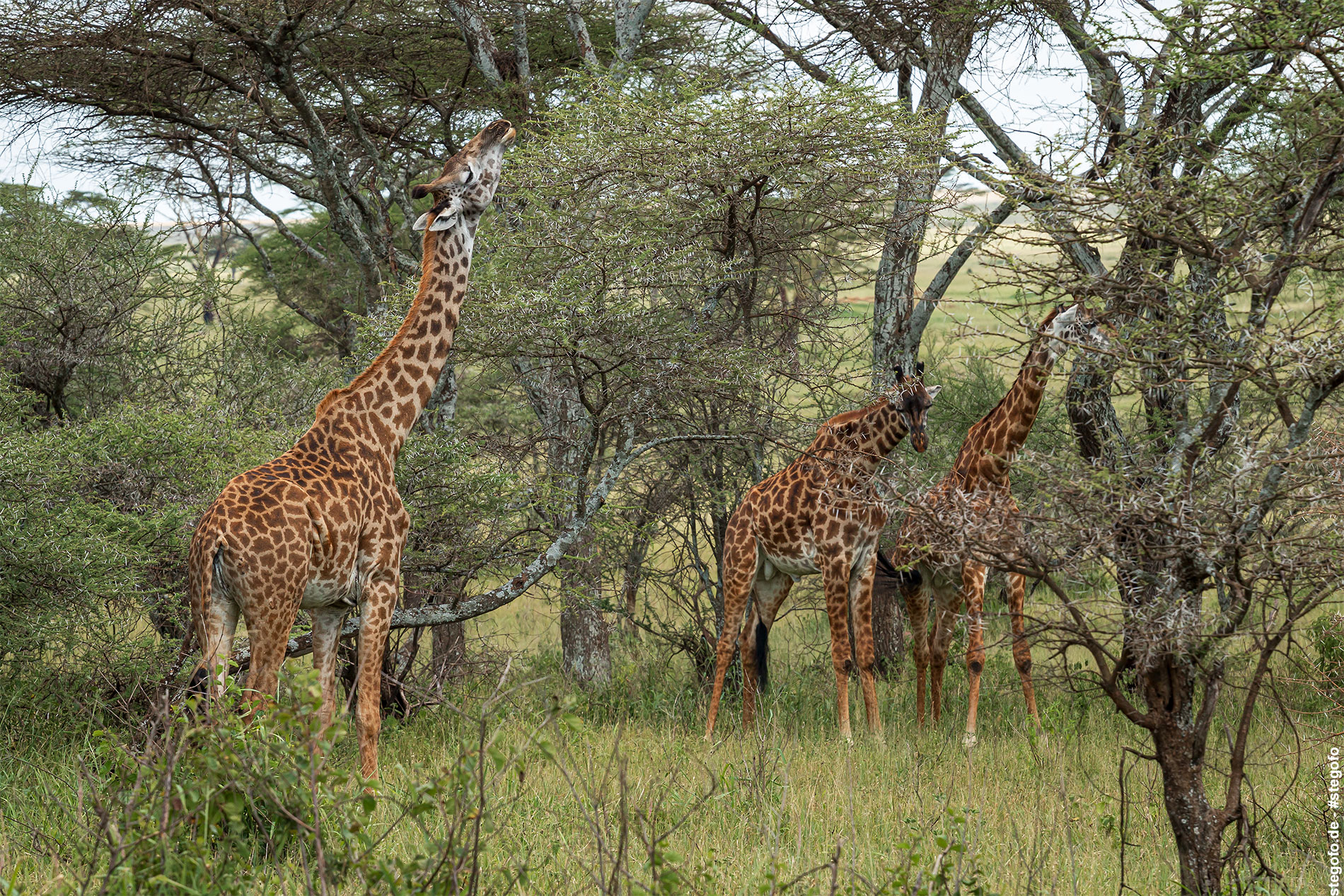 Die Giraffen lassen es sich schmecken - Serengeti Nationalpark - 02.2019