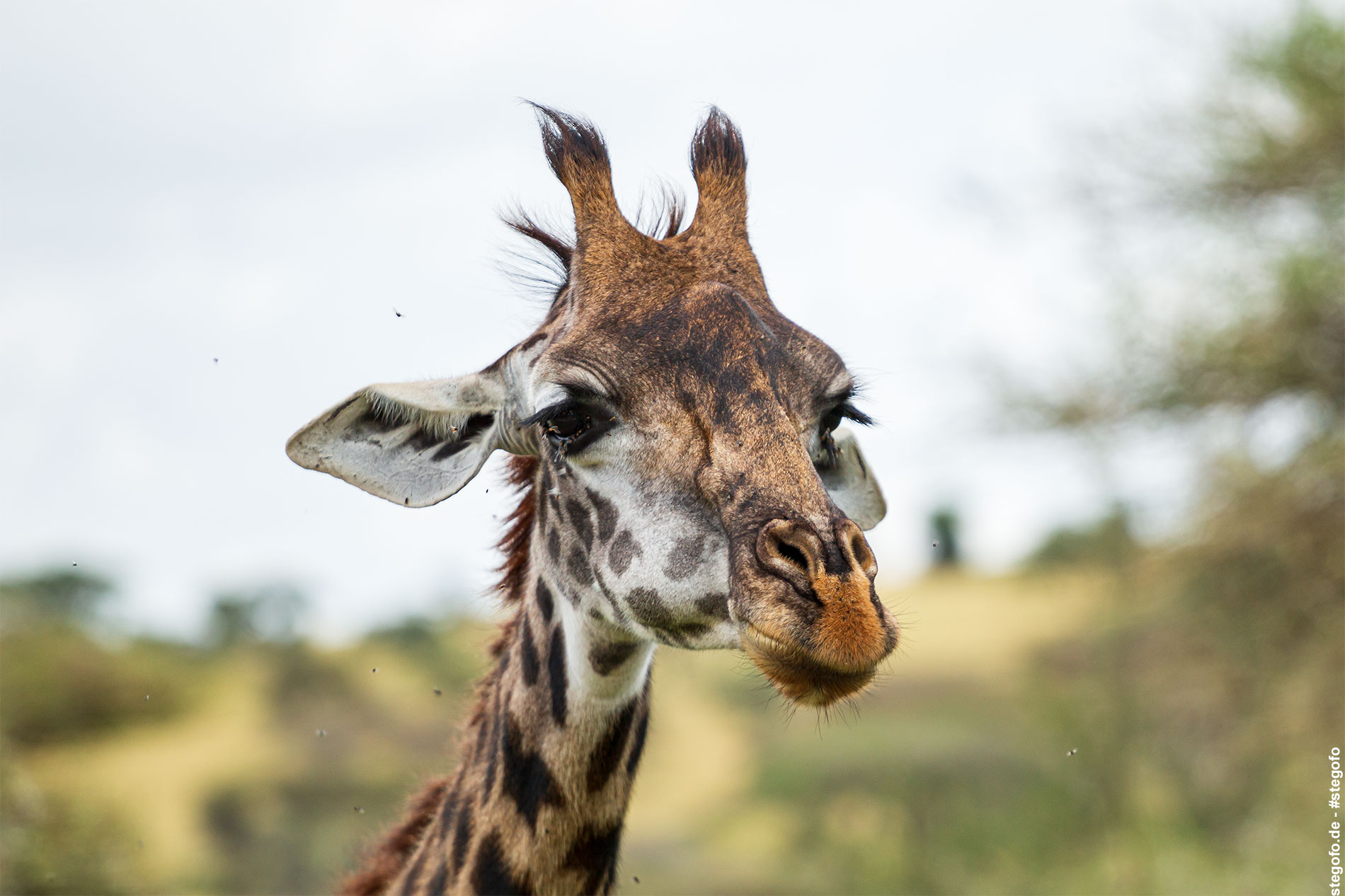 Die entspannte Giraffe - Serengeti Nationalpark - 02.2019