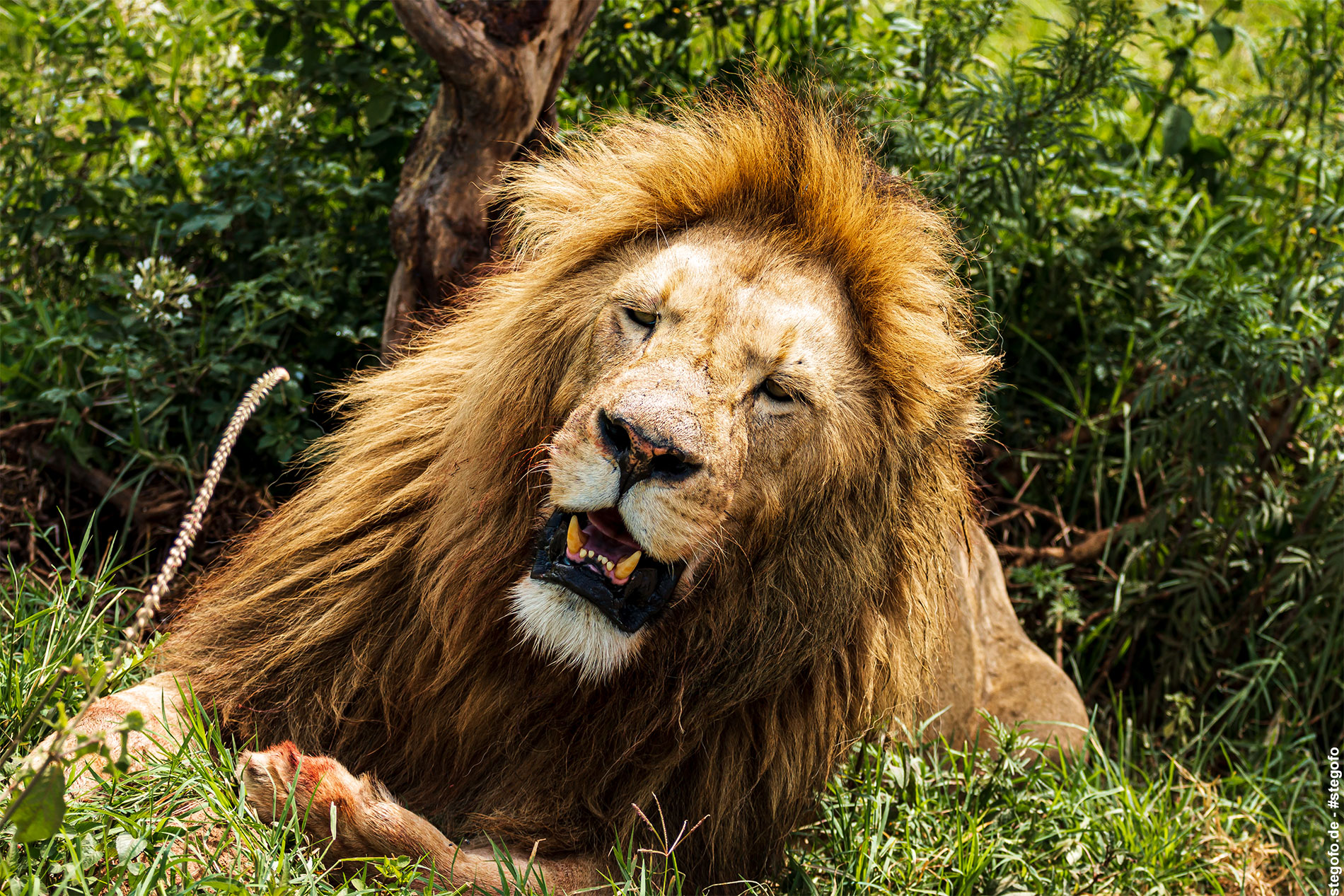 Der Löwe im Schatten – Tansania – Afrika