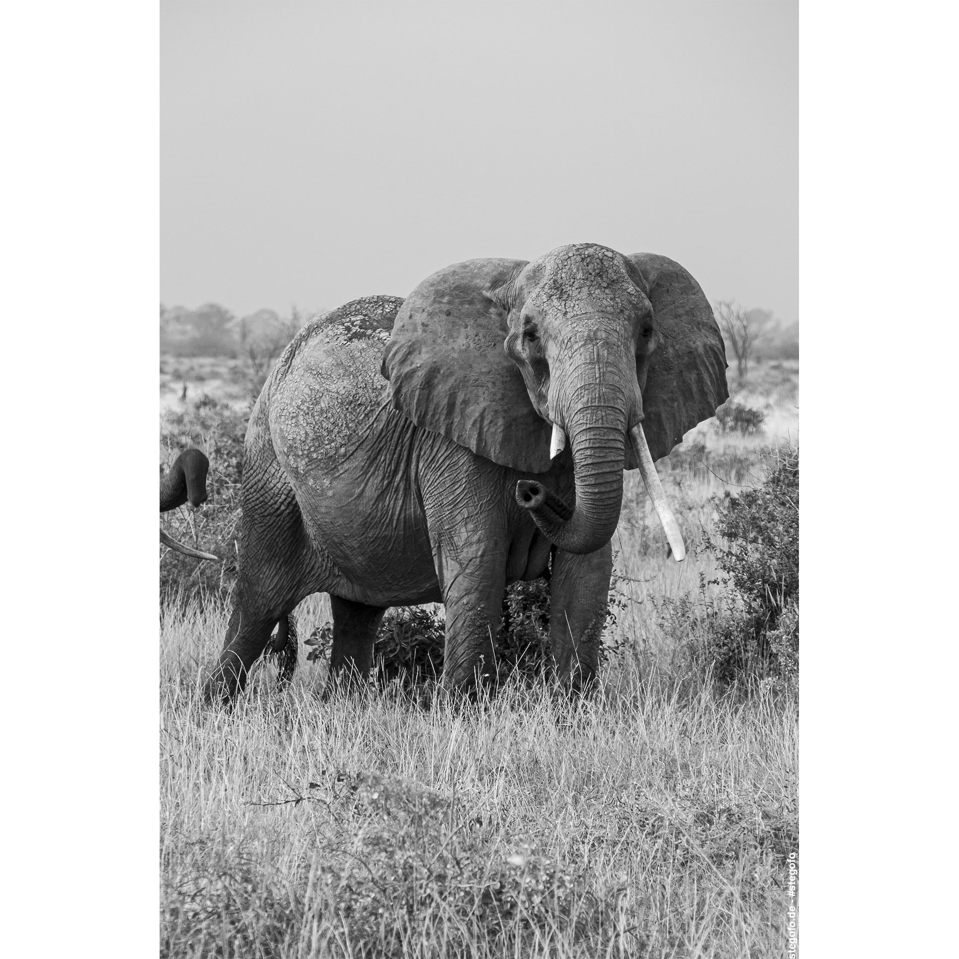 Der neugierige Elefant - Kenia - Afrika