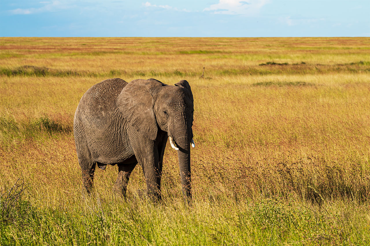 Der einsame Elefant – Tansania – Afrika