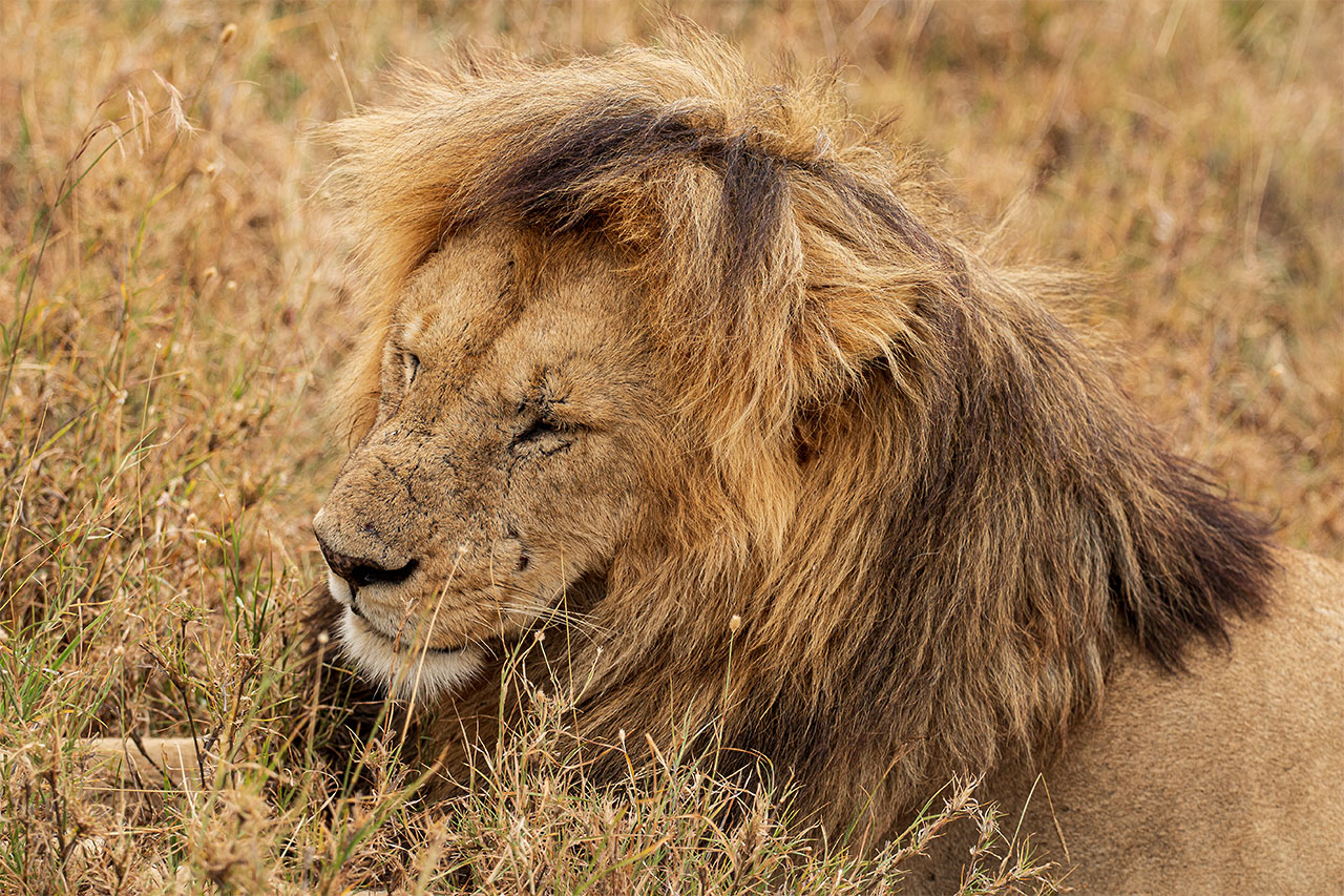 Der müde Löwe – Tansania – Afrika