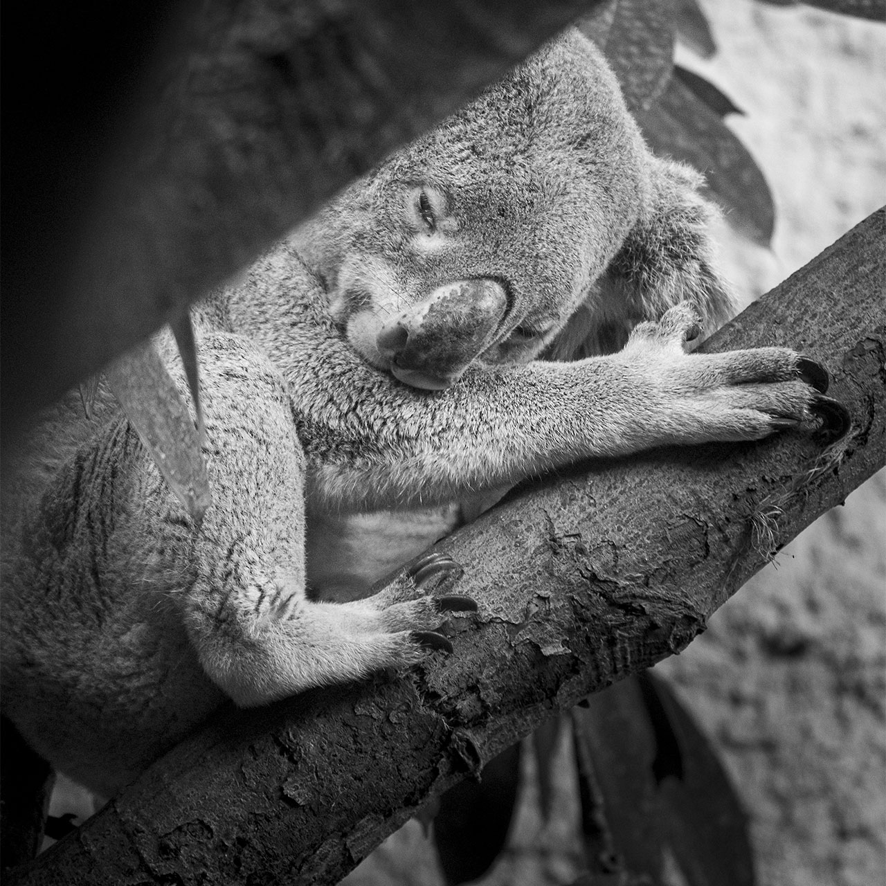 Der schlafende Koala - Zoo Dresden (03.2022)