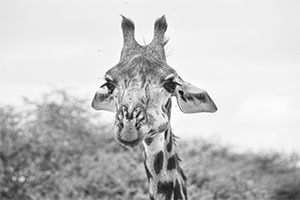 Die verschlafende Giraffe - Serengeti Nationalpark (02.2019)