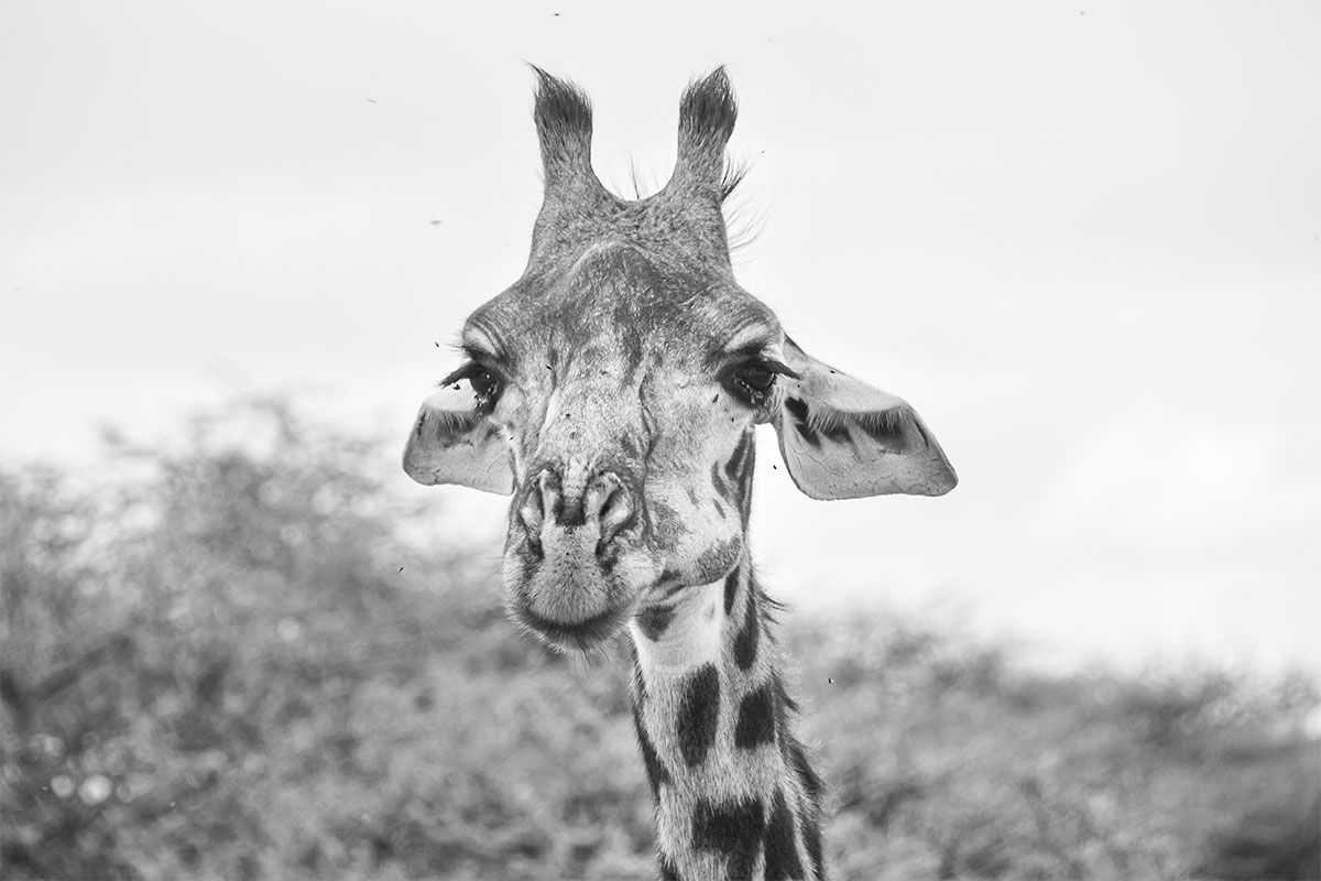 Die verschlafende Giraffe - Serengeti Nationalpark (02.2019)