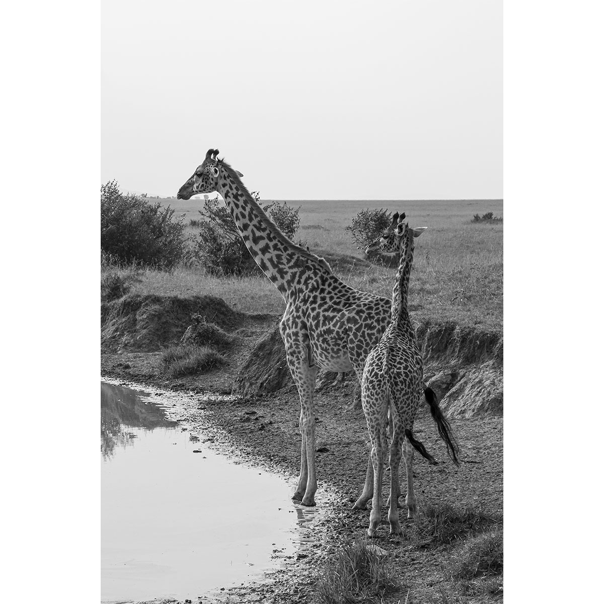 Die Giraffen am Wasserloch - Kenia (02.2014)