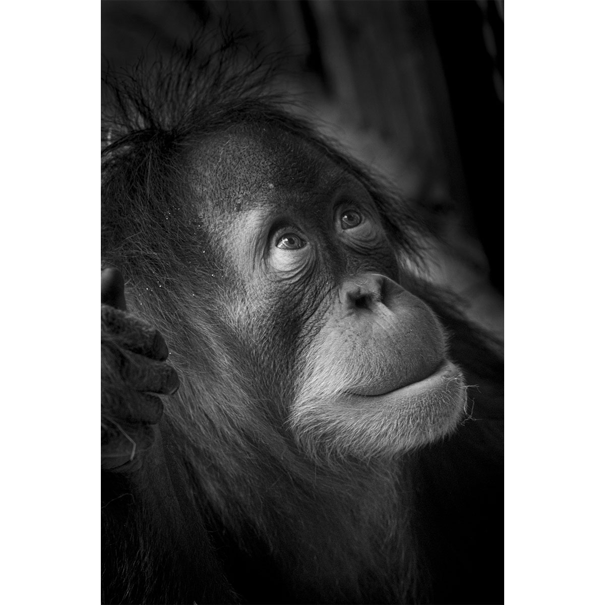 Der hoffnungsvolle Orang-Utan - Zoo Dresden (03.2022)