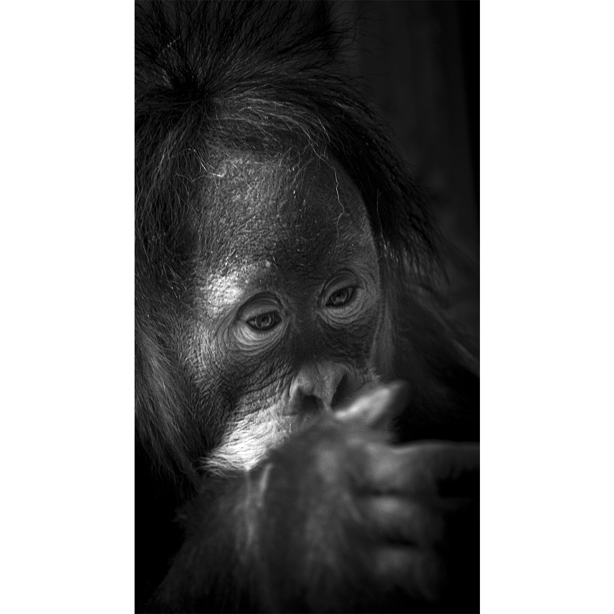 Der nachdenkliche Orang-Utan - Zoo Dresden (03.2022)