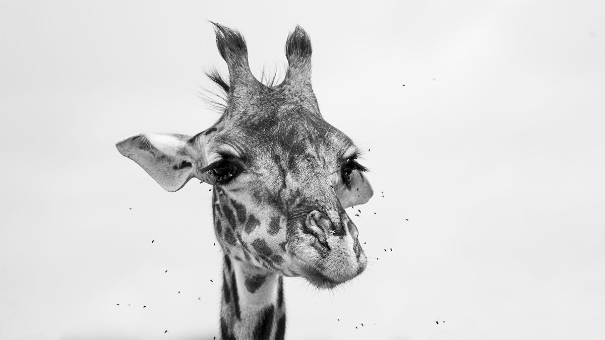 Die verträumte Giraffe – Tansania – Afrika – 2019