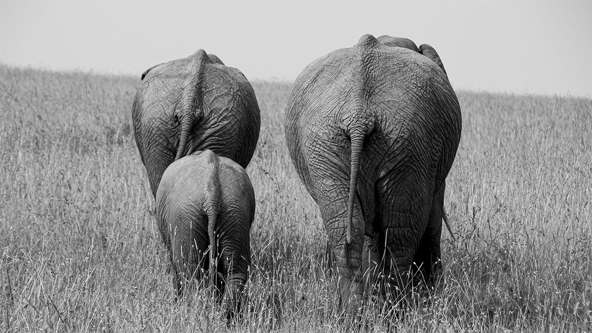 Familienausflug der Elefanten - Kenia - Afrika - 2014