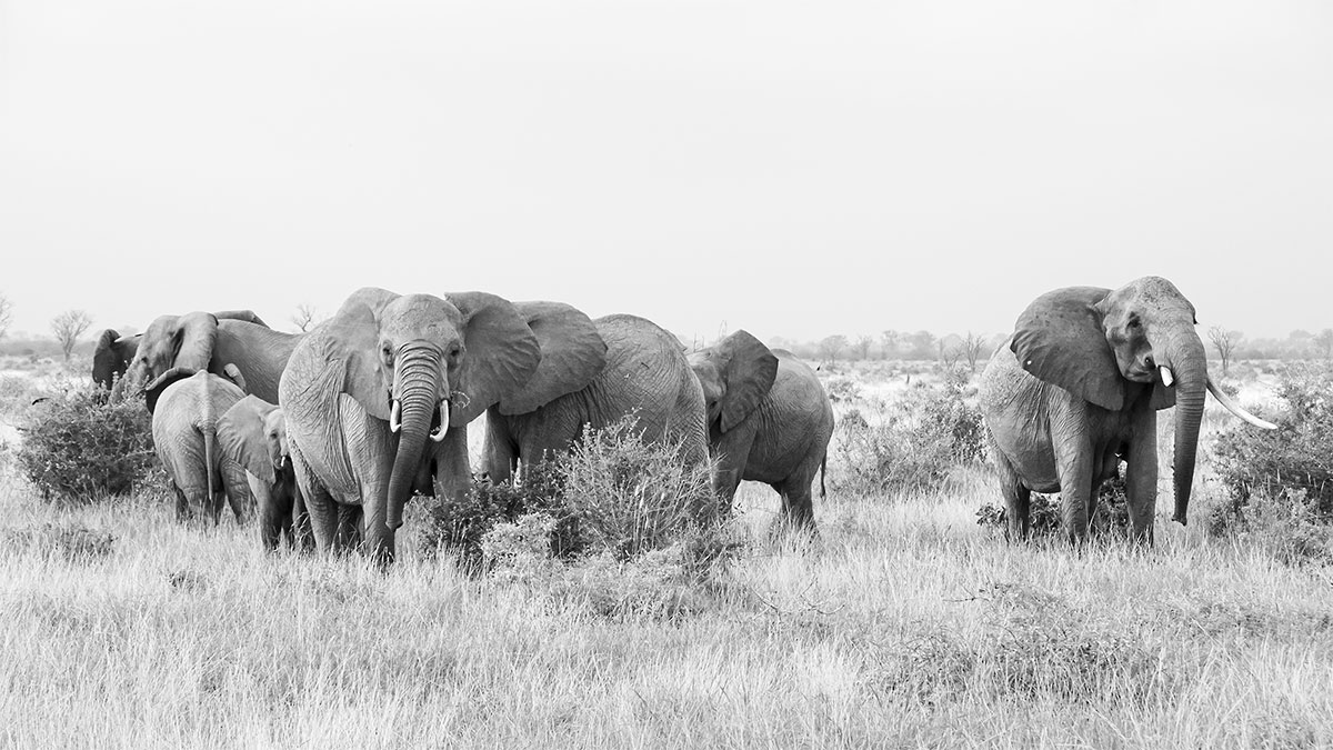 Die Elefantenherde - Kenia - Afrika - 2014