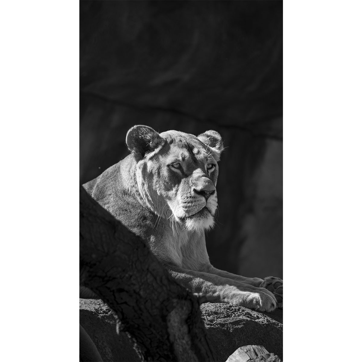 Die verschlafende Löwin- Zoo Dresden (03.2022)