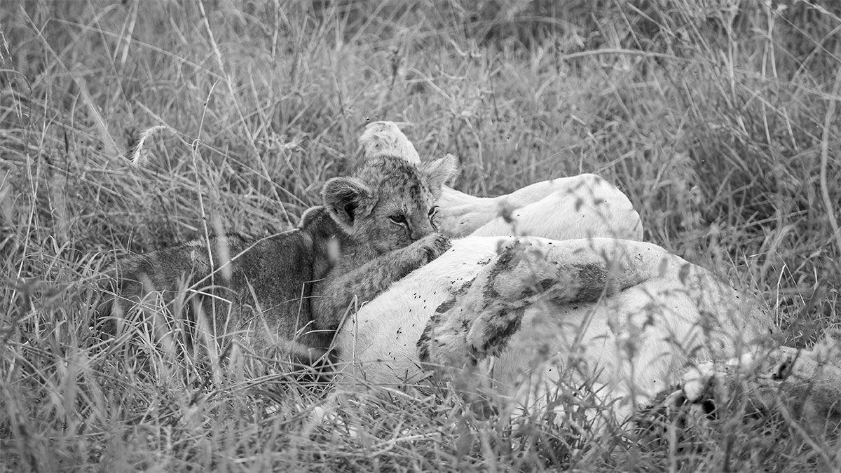 Das Löwenbaby und seine Mama - Afrika - Tansania - 2019