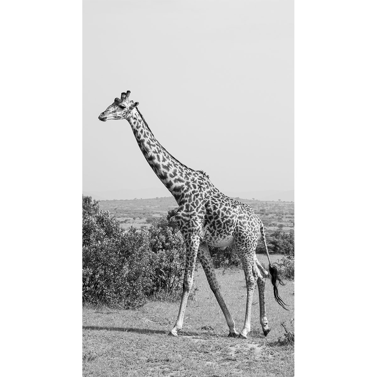 Die stolze Giraffe – Kenia – Afrika – 2014
