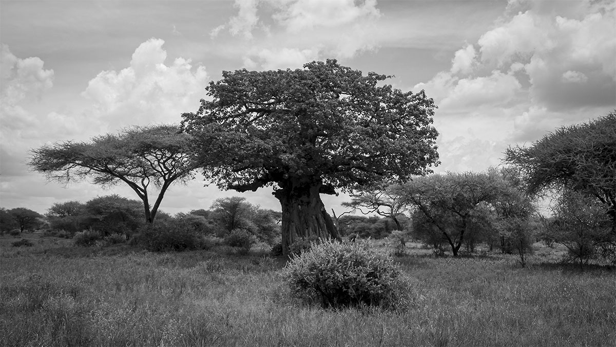 Der große Affenbrotbaum – Afrika – Tansania – 2019