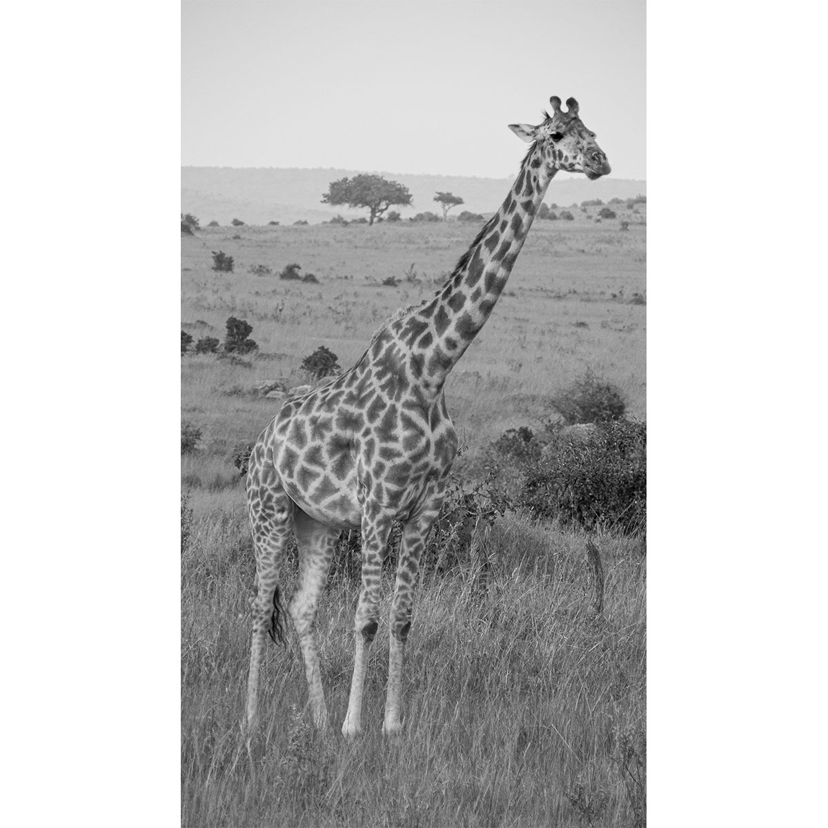 Die stolze Giraffe – Afrika – Kenia – 2014