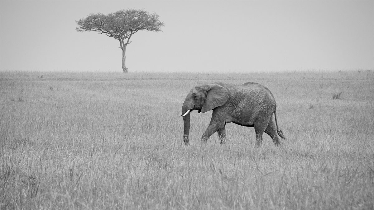 Der wandernde Elefant – Kenia – Afrika – 2014