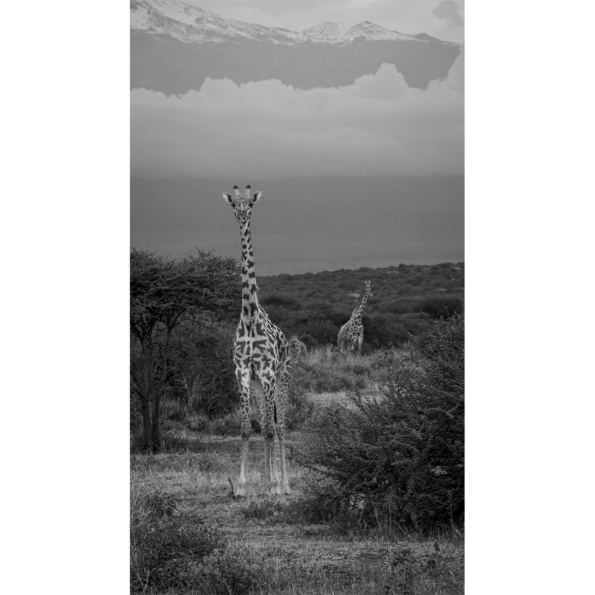 Die aufmerksame Giraffe - Kenia- Afrika - 2014