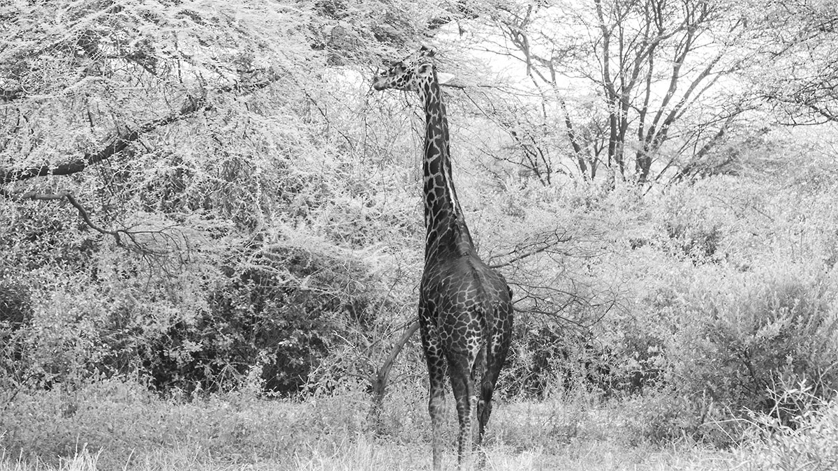 Die Giraffe – Tansania – Afrika – 2019