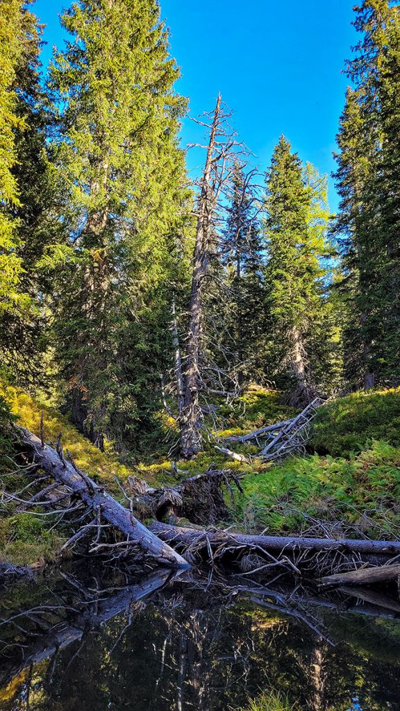 Unterwegs im "Urwald" in Farbe – Rauris (10.2023)