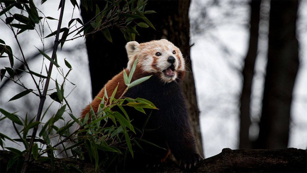 Der kleine braune Panda -  Zoo Dresden (02.2024)