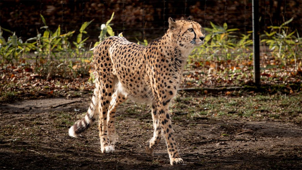 Der stolze Gepard -  Zoo Dresden (02.2024)