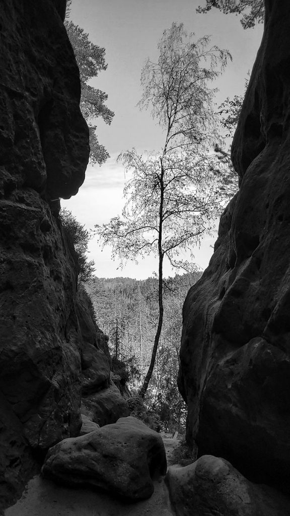 Der kleine Baum in der Kleinsteinhöhle - Sächsische Schweiz (04.2024)