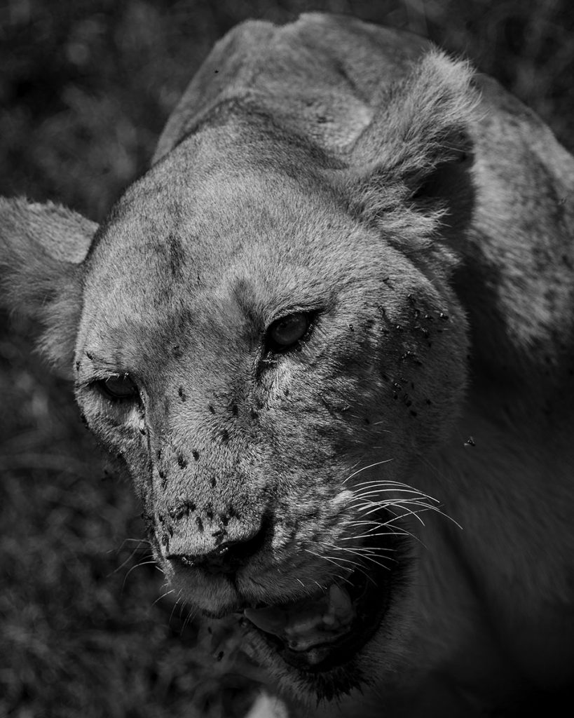 Die erschöpfte Löwin - Serengeti Nationalpark (02.2019)