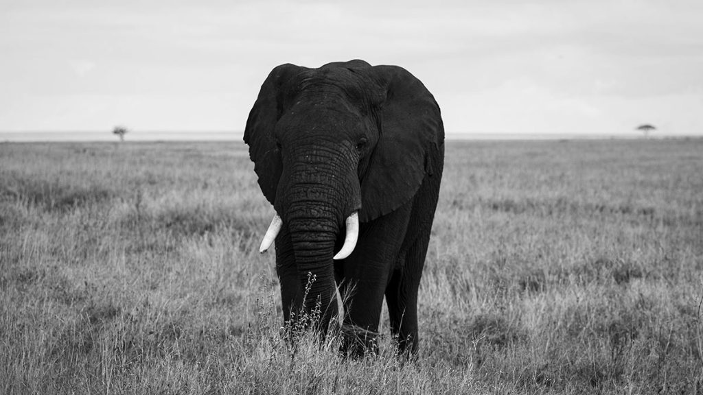 Der Elefant – Serengeti Nationalpark (02.2019) 