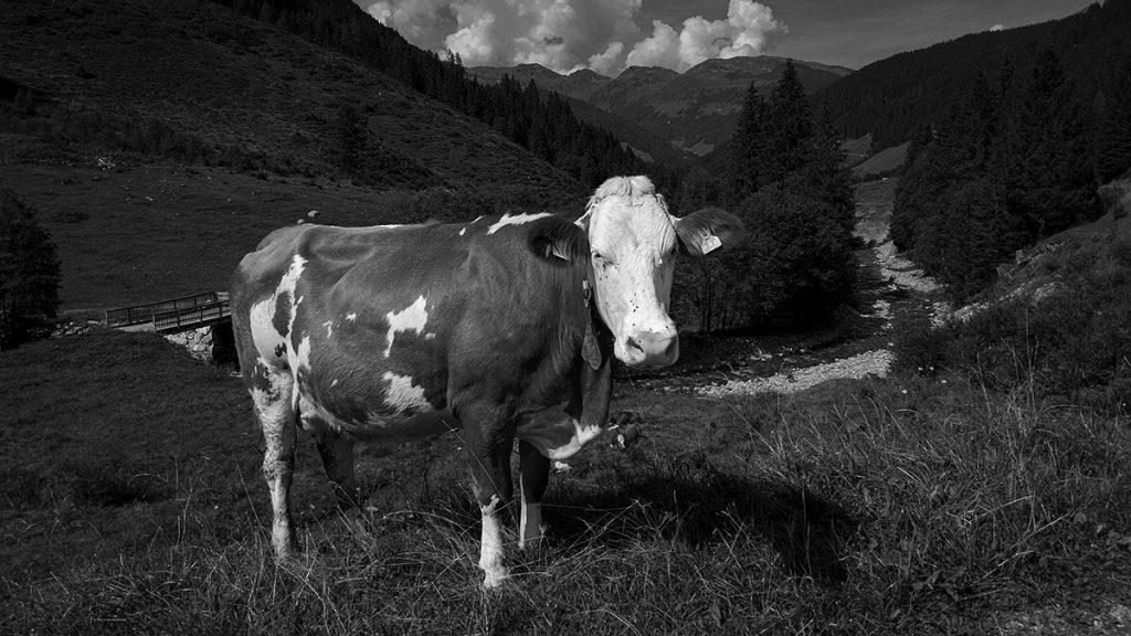 Die Kuh und die Landschaft - Schwarzweiß - Gerlos (08.2024)