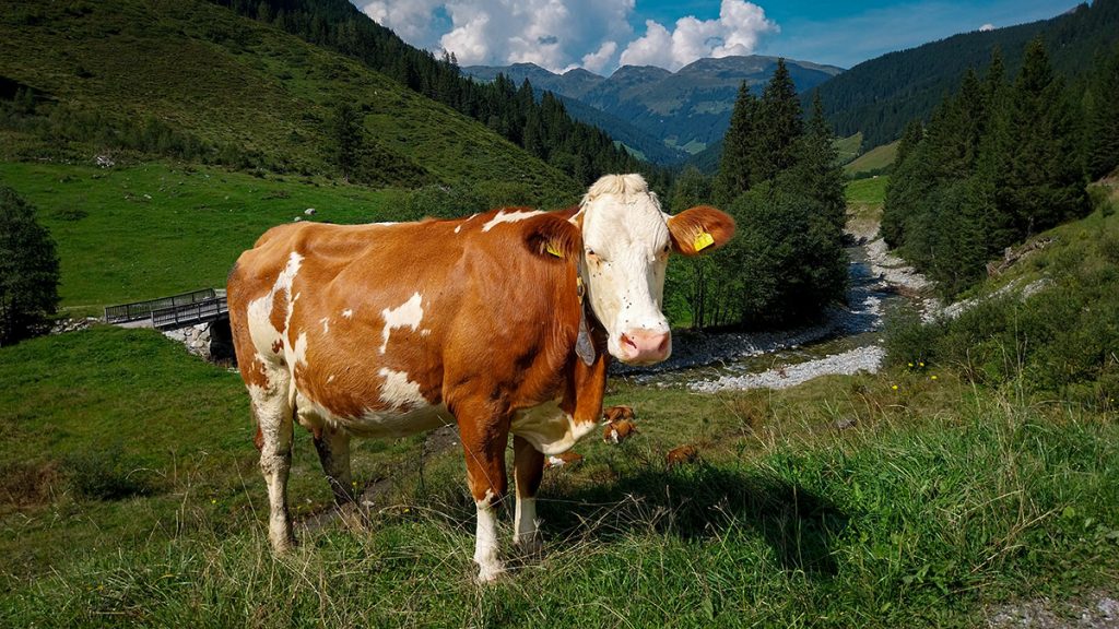 Die Kuh und die Landschaft - Gerlos (08.2024)