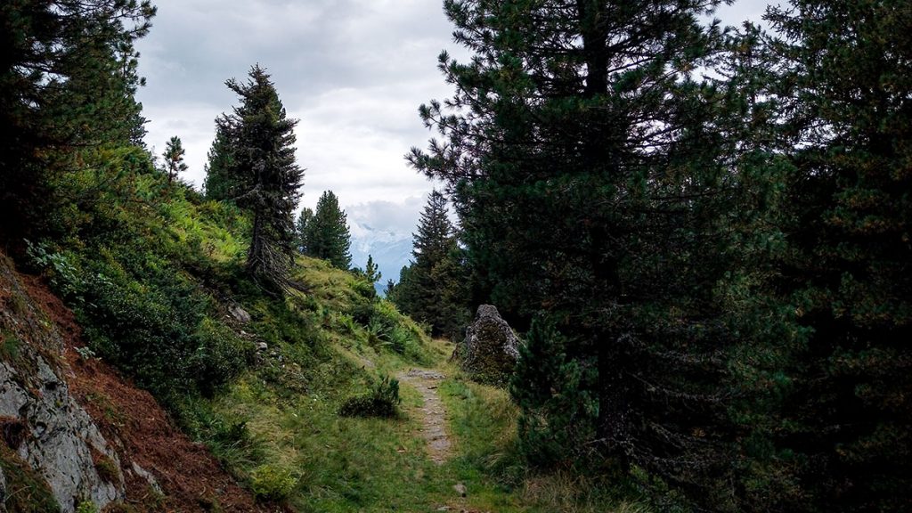 Der Wanderweg durch den Wald - Gerlos (08.2024)