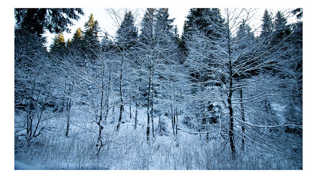 Der verschneite Strauch - Altenberg (12.2024)