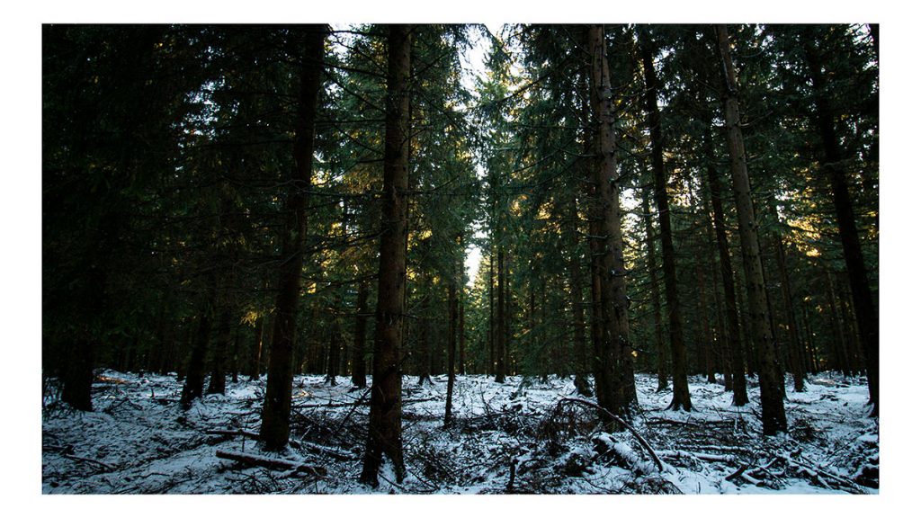 Sonne. Schnee und der Wald - Altenberg (12.2024)