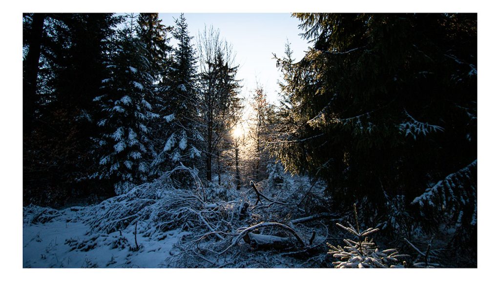 Das Licht am Ende des Waldes - Altenberg (12.2024)