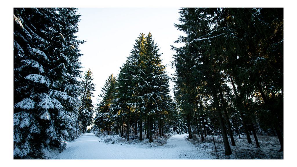 Der geteilte Wanderweg - Altenberg (12.2024)