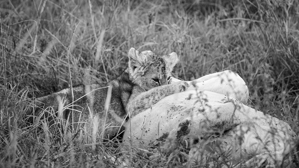 Der kleine Löwe und seine Mutter im Serengeti Nationalpark - Tansania 2019