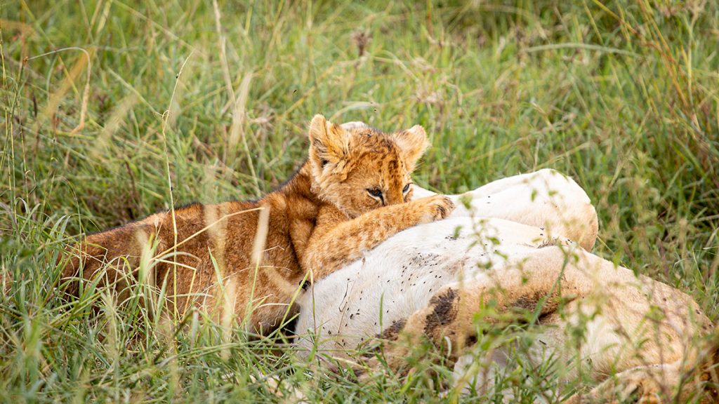 Der kleine Löwe und seine Mutter im Serengeti Nationalpark - Tansania 2019