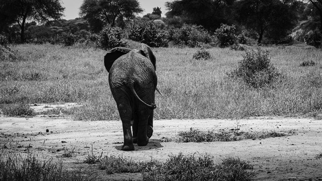 Der Elefant im Tarangire Nationalpark - Tansania 2019