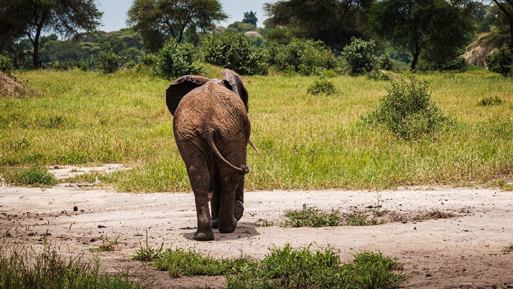 Der Elefant im Tarangire Nationalpark - Tansania 2019