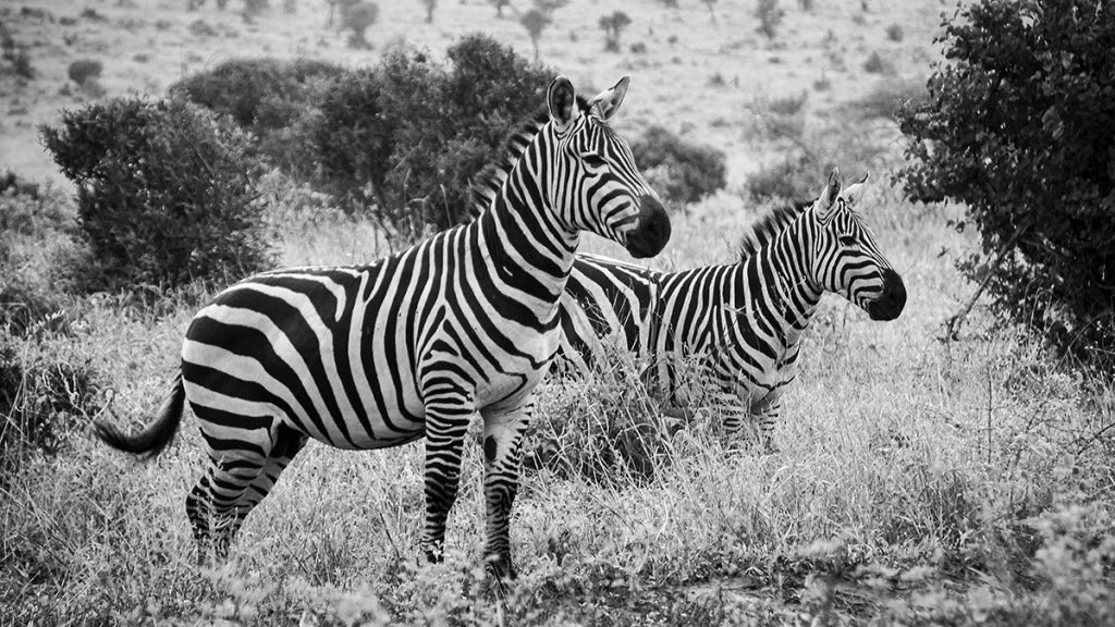 Die wilden Zebras – Kenia (02.2014)