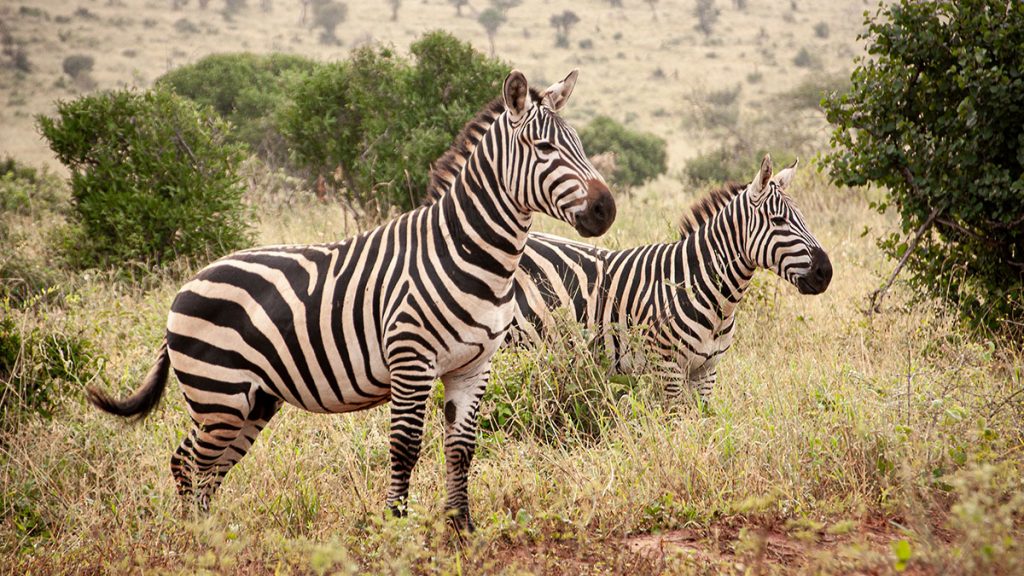 Die wilden Zebras – Kenia (02.2014)