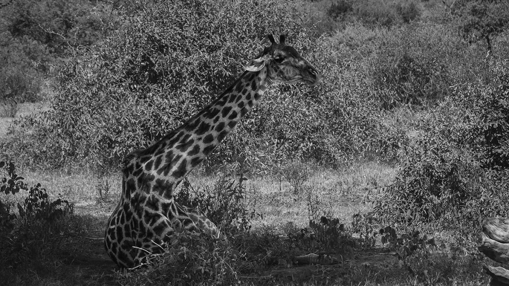 Die liegende Giraffe im Schatten – Tansania 2019