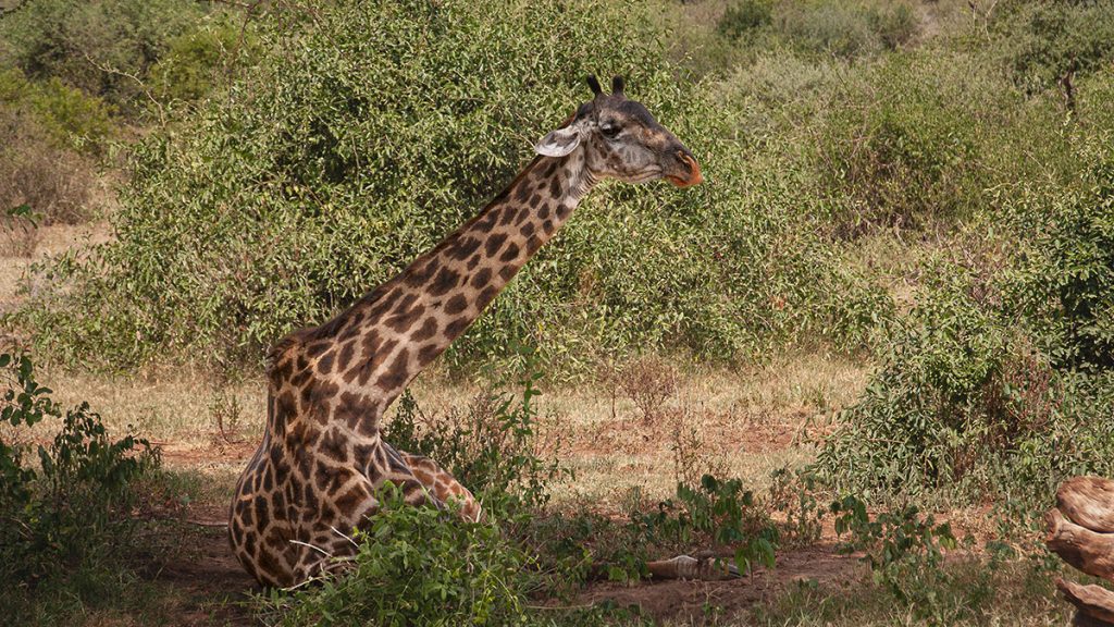 Die liegende Giraffe im Schatten – Tansania 2019